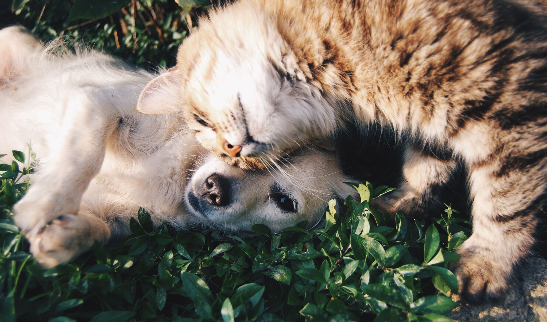 Cat and Dog snuggling, CBD questions in Canada